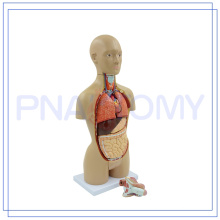 PNT-0322 modèle de torse anatomique de qualité supérieure